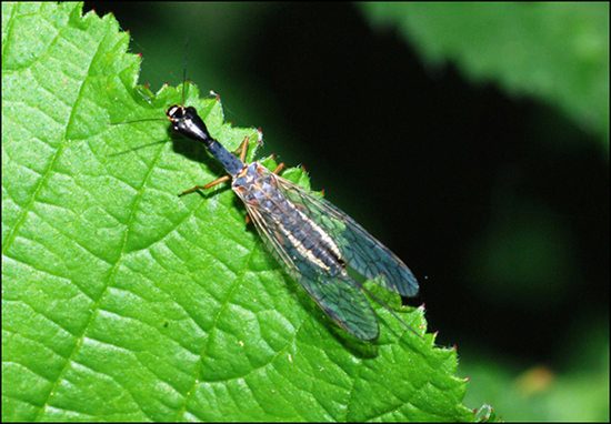 chrysopa da ident - No, Dichrostigma flavipes